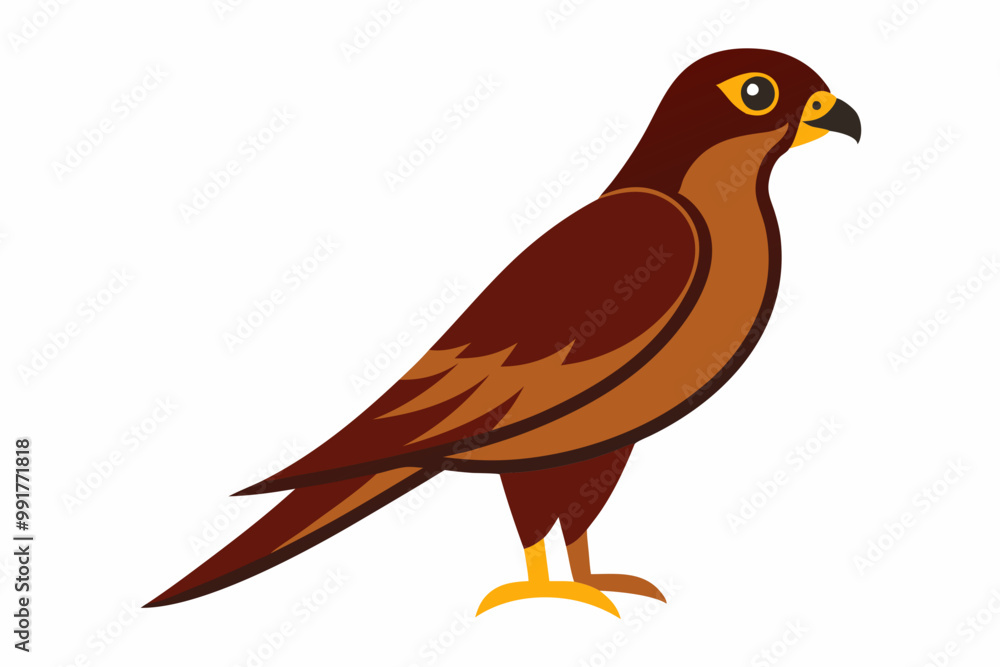 Fototapeta premium Madagascar sparrowhawk bird vector illustration on a white background