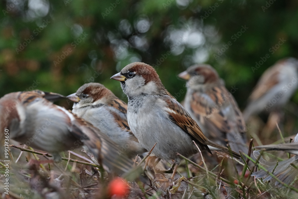 Fototapeta premium A flock of sparrows sitting on a bush