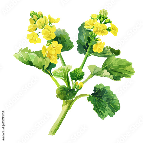 Watercolor vector of Mustard, isolated on a white background, and Mustard vector photo