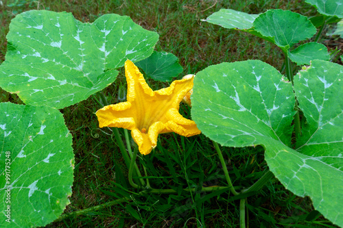 Pumpkin flowers and leaves on a healthy green pumpkin plant