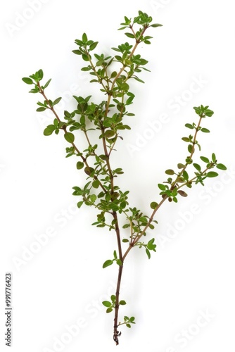 A plant with green leaves growing on a plain white surface