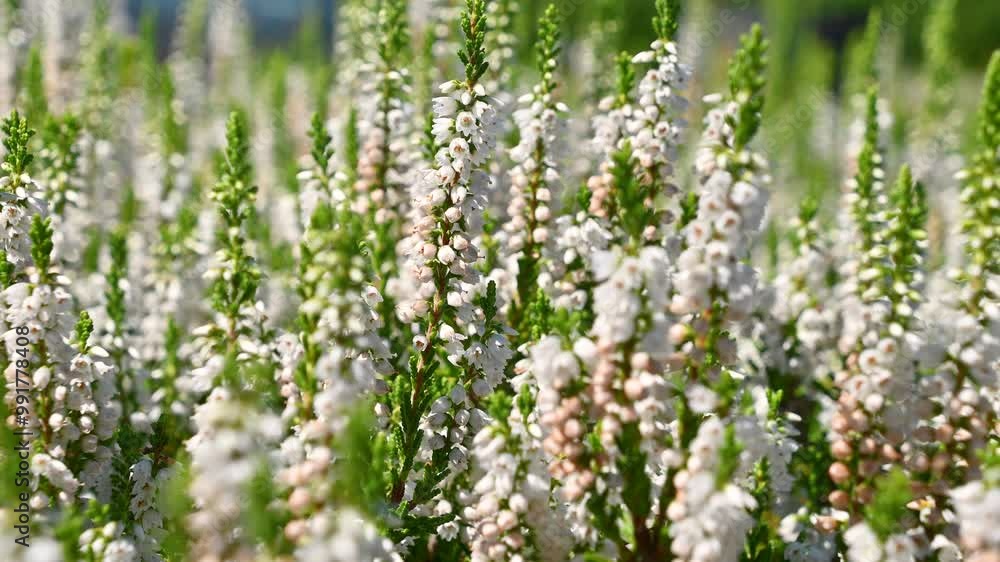 White flowers of Calluna vulgaris, common heather, sway in the wind. ling. White flowers of Calluna vulgaris, common heather, sway in the wind. ling.