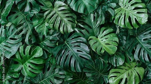   A close-up of many green leaves on a wall against a backdrop of lush greenery