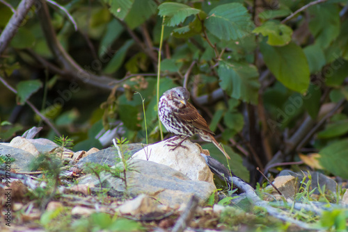 A small brown fox sparrow is perched on a rock scanning the soil below for seeds during September in Newfoundland, Canada. photo