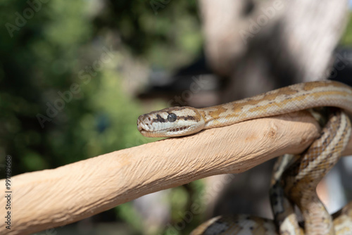 Super Caramel Coastal Carpet Python (Morelia spilota mcdowelli) photo