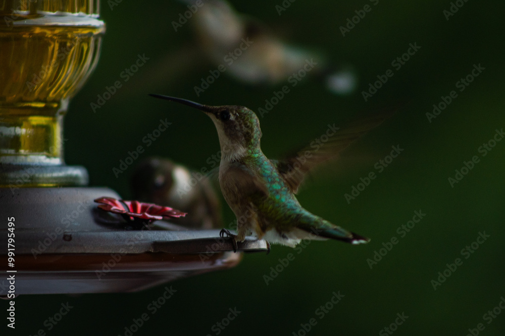 Obraz premium Hummingbirds eating