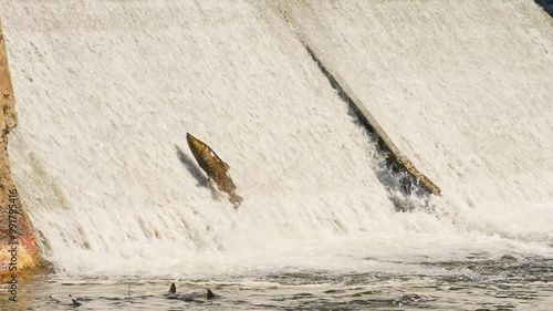Atlantic or Chinook salmon going up Ganaraska river upstream for spawn in slow motion. Salmon fish migration back to spawning grounds. Corbett's Dam, Port Hope, Ontario, Canada. Salmon run to lay roe.