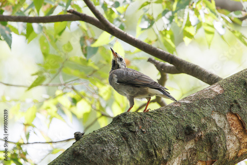 White-cheeked Starling