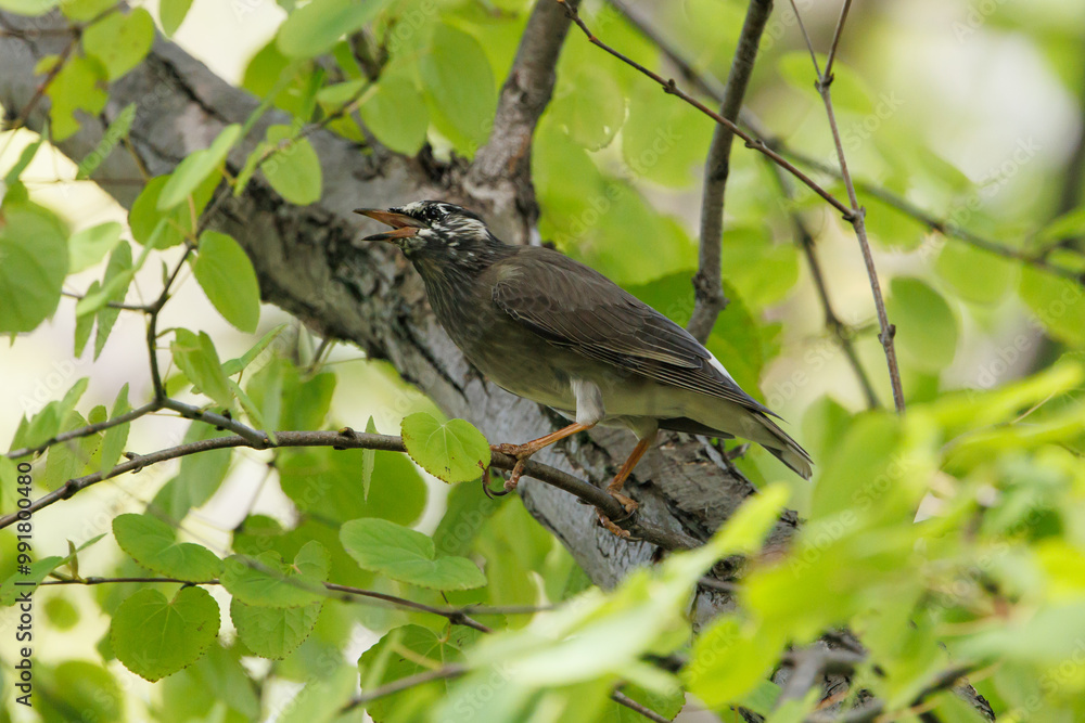 Fototapeta premium Grey Starling