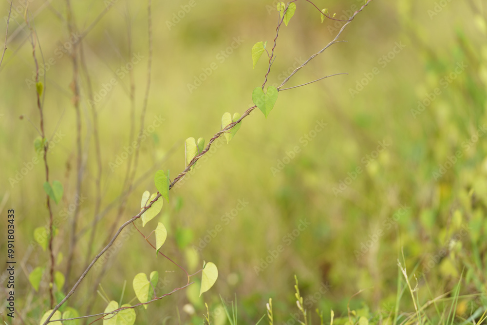 Fototapeta premium petites feuilles en forme de coeur