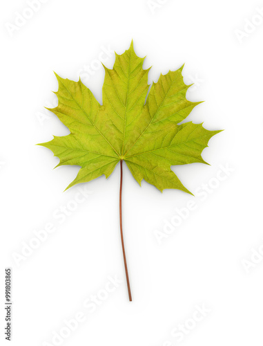 green norway maple leaf with shadow isolated on transparent background