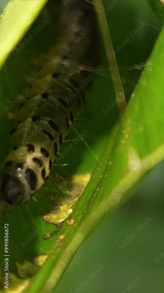 Close up Macro shot of a hungry caterpillar clings on the plant, feeding on the green stem and leaves in its natural habitat. Vertical Slow motion footage. Close up Macro shot of a hungry caterpillar clings on the plant, feeding on the green stem and leaves in its natural habitat. Vertical Slow motion footage.