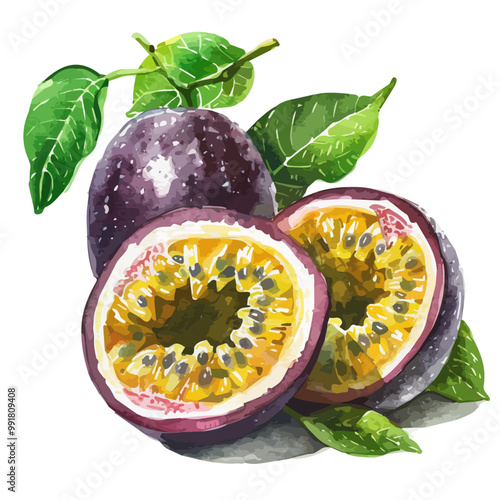 Watercolor illustration of Passion fruit, isolated on a white background, and Passion fruit vector