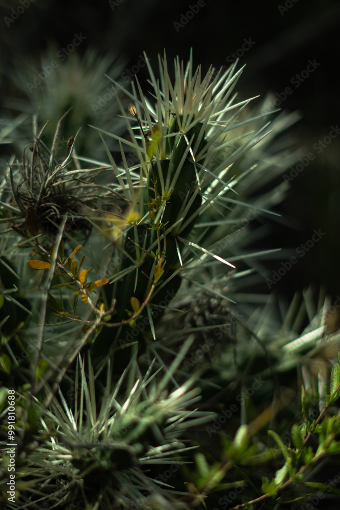 Fototapeta premium Flowers and Plants of the Woods
