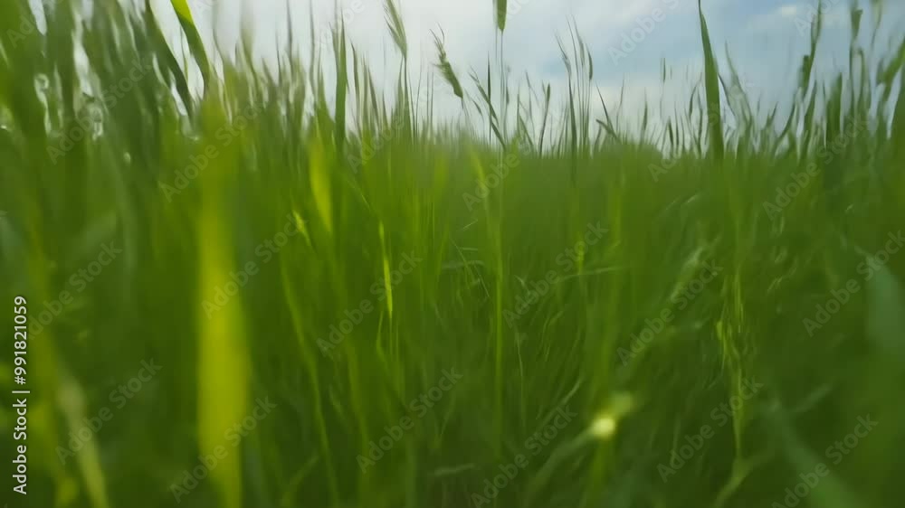 First person view walking through the thick grass in summer day First person view walking through the thick grass in summer day