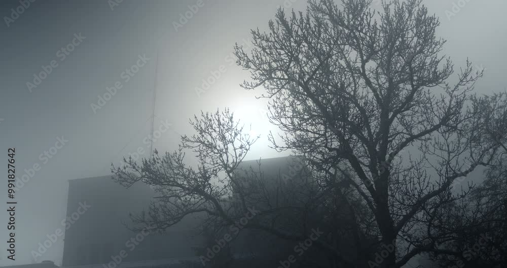 Sunlight goes through branches of snow-cowered trees. Misty winter weather in the mountains. Sunlight goes through branches of snow-cowered trees. Misty winter weather in the mountains.