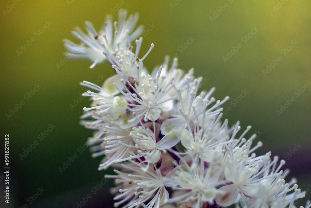 actaea japonica Czerniec Japoński actaea japonica Czerniec Japoński