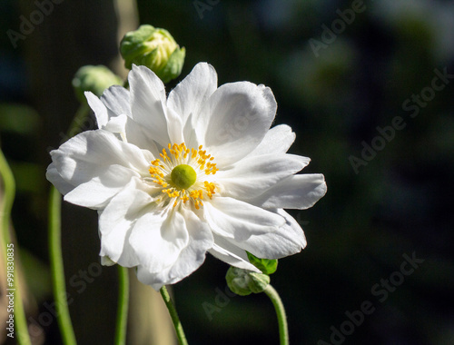 White anemone flower on dark background, delicate floral macro Whirlwind Anemone x hybrida