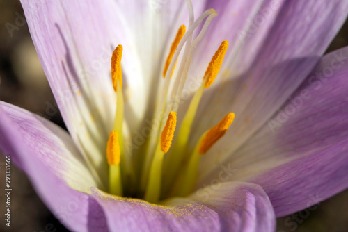 Zimowit jesienny, Colchicum autumnale