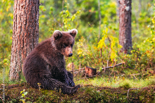Obraz na płótnie brown bear cub w salonie