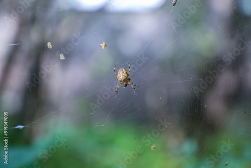 Araneus diadematus, Europe, Czech Republic wildlife photo