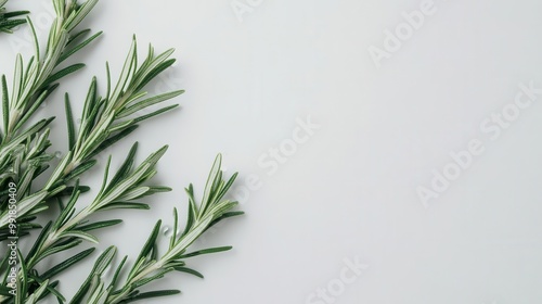 aromatic rosemary sprigs on pristine white background macro detail of leaves and oil droplets soft diffused lighting culinary and herbal medicine concept with fresh organic appeal photo