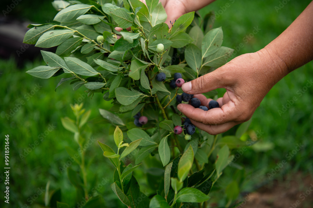 Close Up of a Womans Hand Gently Picking Fresh Blueberries in the Sunlit Garden Close Up of a Womans Hand Gently Picking Fresh Blueberries in the Sunlit Garden