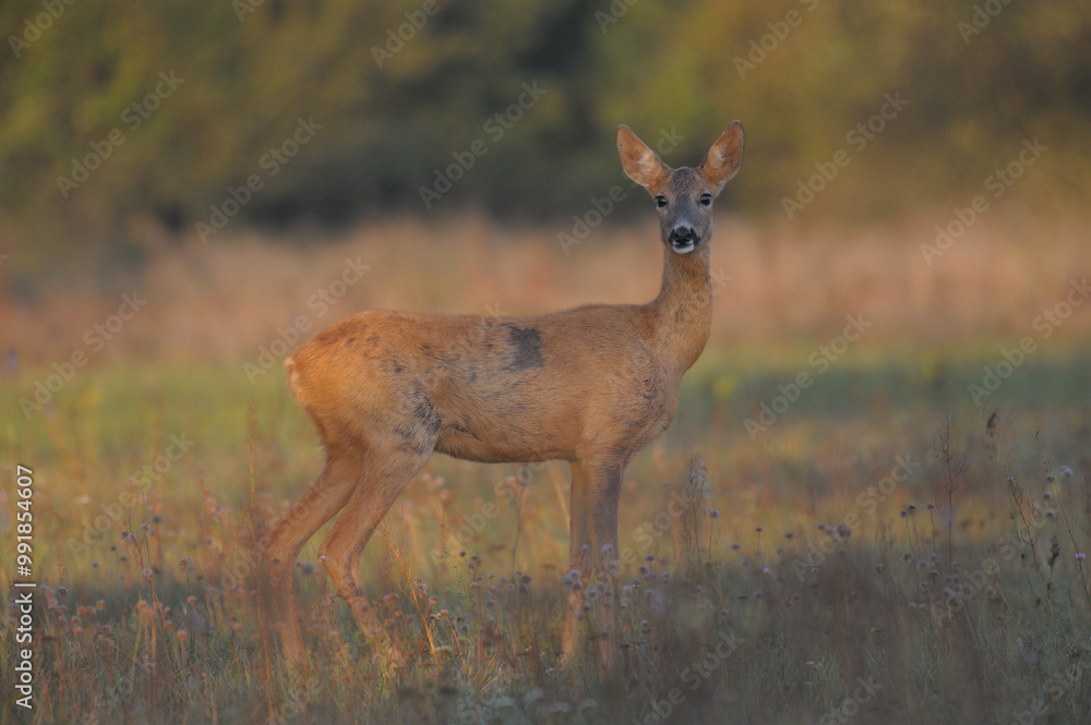 Fototapeta premium Sarna w środowisku naturalnym