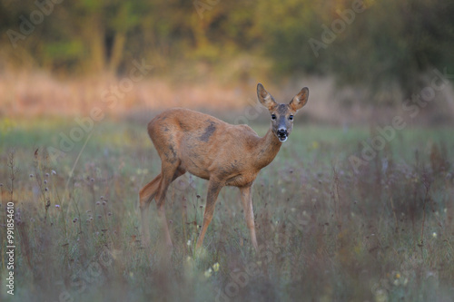 Sarna w środowisku naturalnym