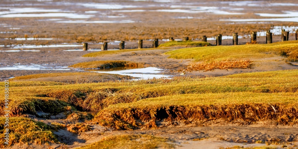 Salt marshes in Westerhever at low tide