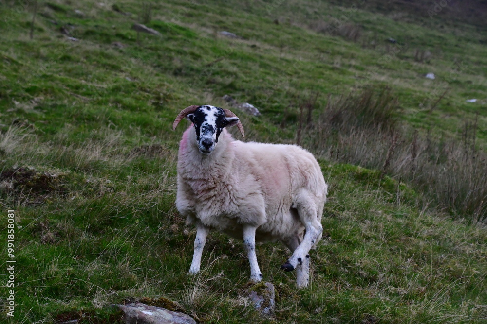 Sheeps in Galty Mountains, Galtee Mountains, Co. Tipperary, Ireland Sheeps in Galty Mountains, Galtee Mountains, Co. Tipperary, Ireland