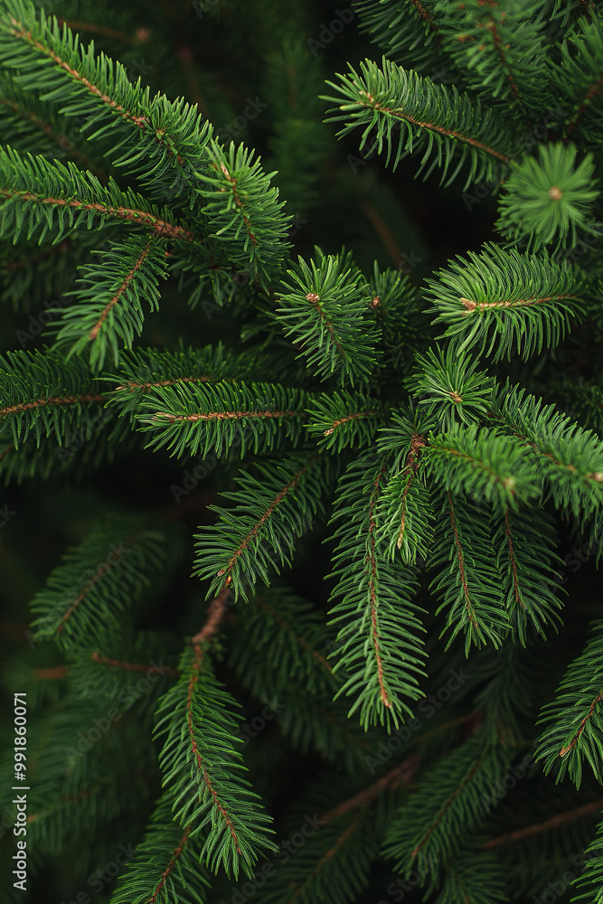 fir-tree green branches close up fir-tree green branches close up