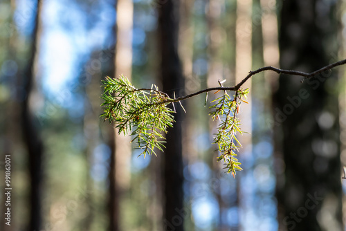 Forest photo