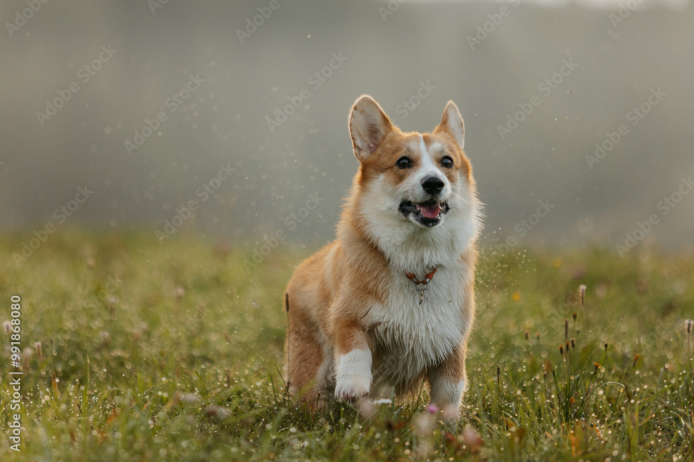 A Pembroke Welsh Corgi dog runs at the camera. A dog in nature at dawn. Photo of a corgi dog in motion. A Pembroke Welsh Corgi dog runs at the camera. A dog in nature at dawn. Photo of a corgi dog in motion.
