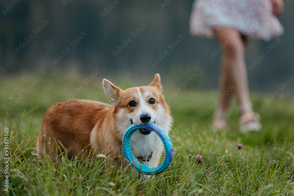A Pembroke Welsh Corgi dog runs at the camera and catches a puller. A dog in nature at dawn. Photo of a corgi dog in motion. A Pembroke Welsh Corgi dog runs at the camera and catches a puller. A dog in nature at dawn. Photo of a corgi dog in motion.
