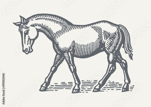 Horse. Vintage woodcut engraving style vector illustration.