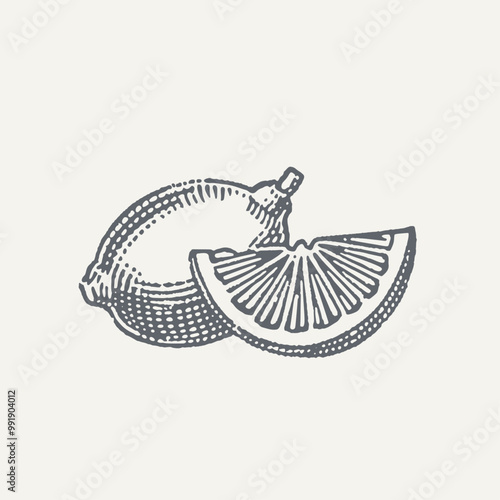 Sliced Lemon2. Vintage woodcut engraving style vector illustration.