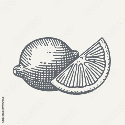 Sliced Lemon. Vintage woodcut engraving style vector illustration.