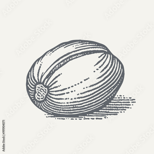 Pistachio. Vintage woodcut engraving style vector illustration.