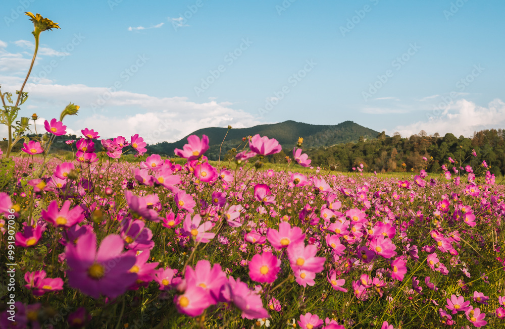 Panoramic landscape photography with sunflower flowers (Cosmos bipinnatus) at sunset, with a pine forest in the background, clouds and a mountain. Panoramic landscape photography with sunflower flowers (Cosmos bipinnatus) at sunset, with a pine forest in the background, clouds and a mountain.