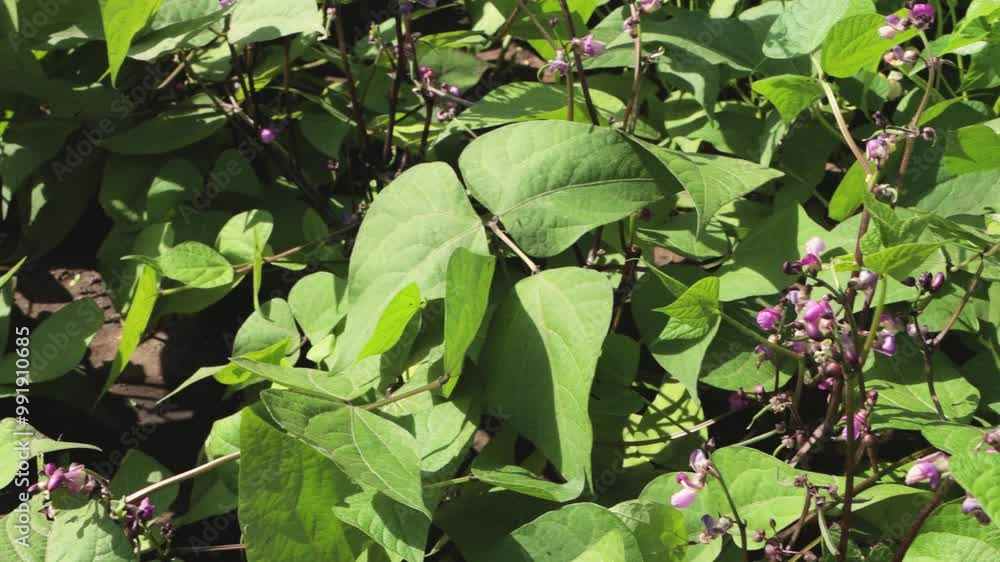 Flowering beans in the garden. Growing red beans Flowering beans in the garden. Growing red beans