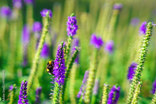 bee diligently collects nectar from a vibrant blue flower on a sunny day  embodying nature s intricate dance of pollination and the harmony of life
