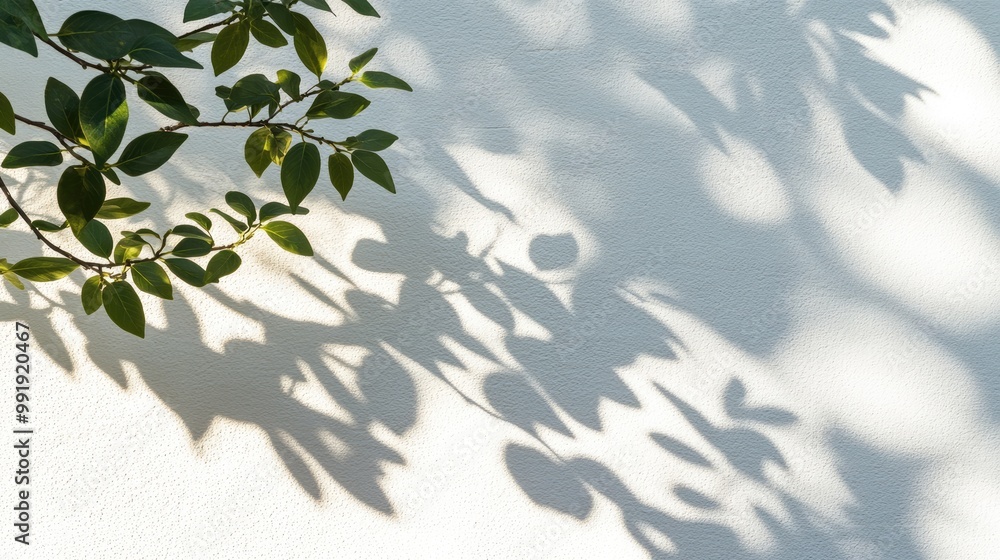 Stark Leaf Shadows on a White Wall Stark Leaf Shadows on a White Wall