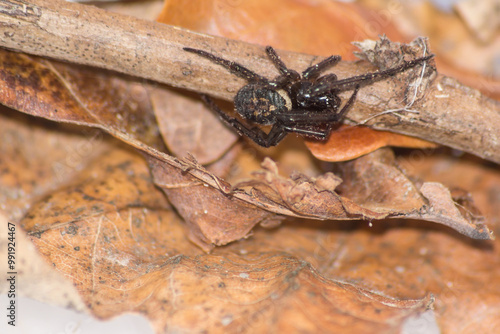 False Widow Spider