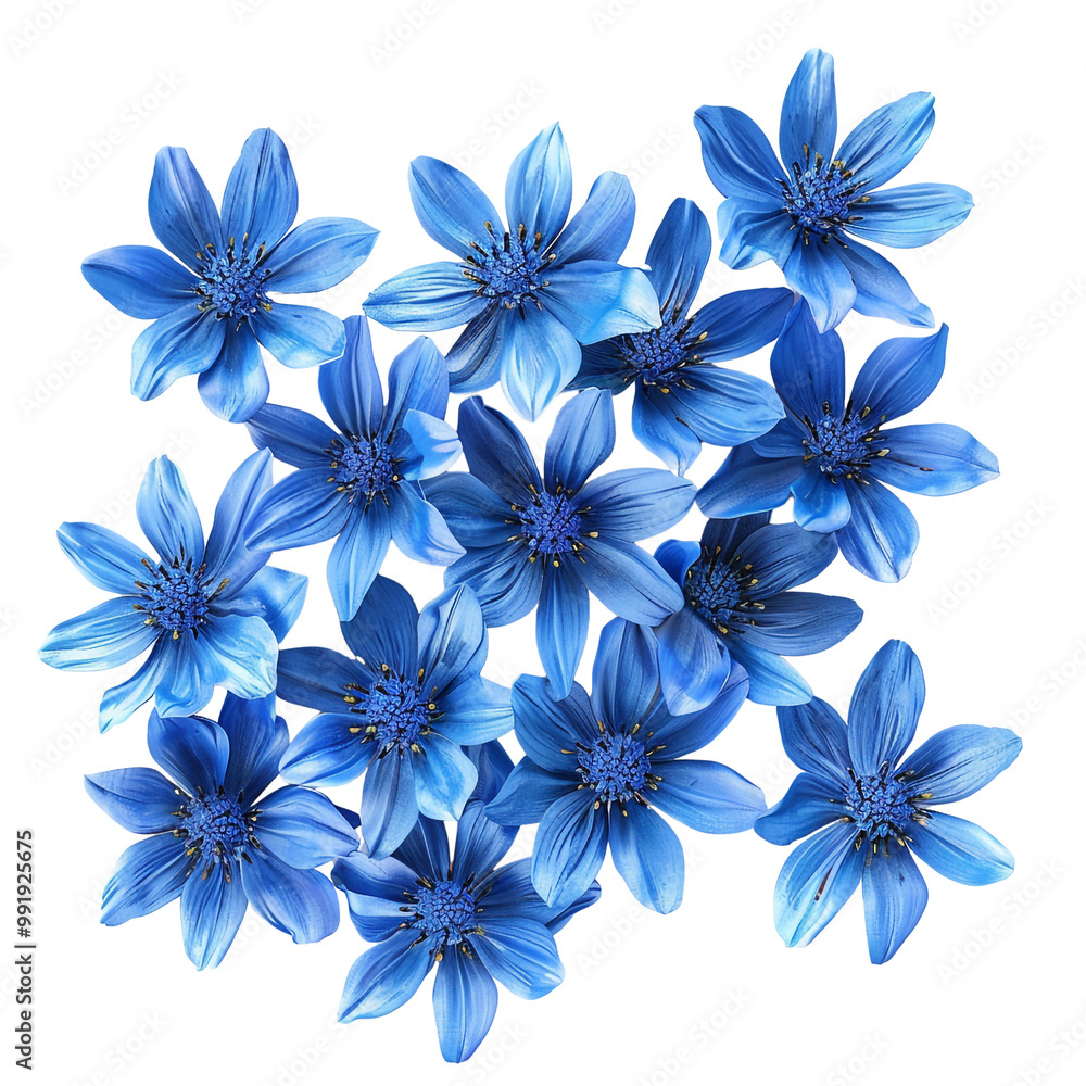 Obraz premium Blue Flowers in Close Up