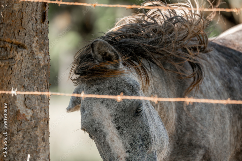 Obraz premium horses in Costa Rica travel equine