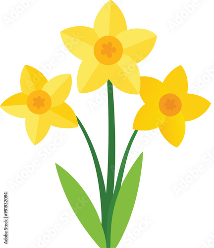 daffodils isolated on white