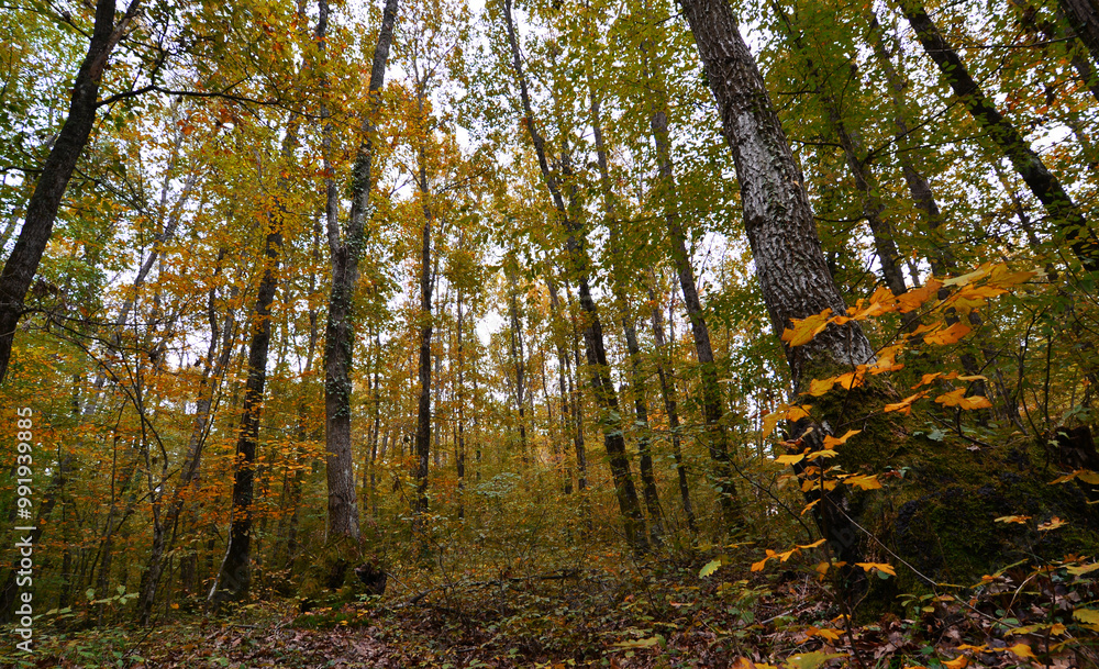 Obraz premium A view from the Igneada Longoz Forests is in Kirklareli, Turkey.