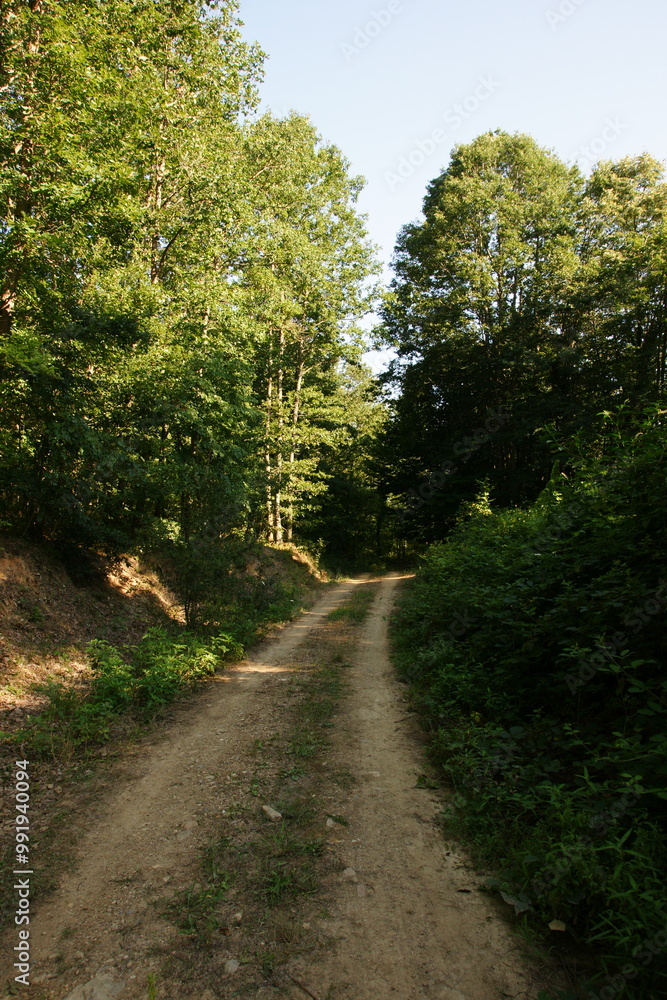 Fototapeta premium A view from the Igneada Longoz Forests is in Kirklareli, Turkey.