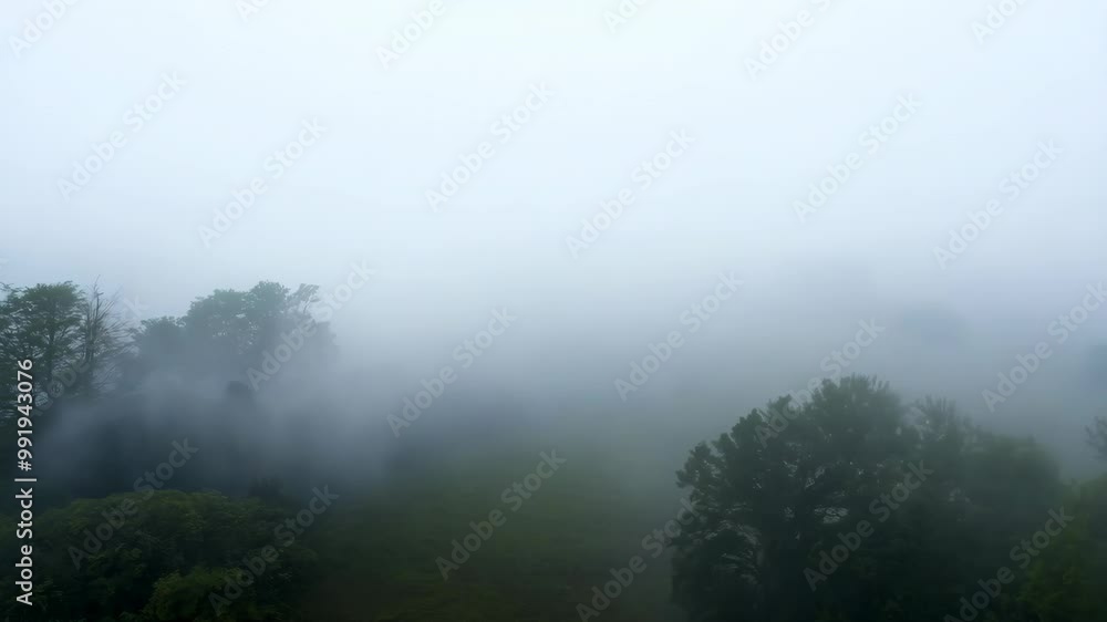 Fog slowly lifting and moving over trees and green meadow Fog slowly lifting and moving over trees and green meadow
